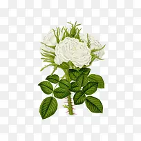 三朵白色玫瑰