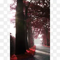 红色树叶阳光风景