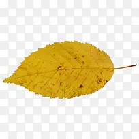 黄色树叶秋天免抠素材图