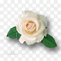 白色玫瑰植物素材