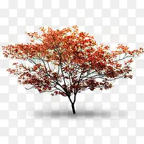 红色树叶别墅景观