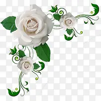 白色玫瑰花唯美边框