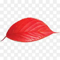 红色鲜艳树叶创意