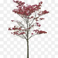 红色风景树叶装饰