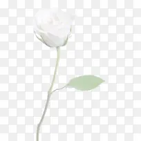 一只白色玫瑰png素材