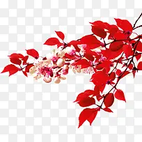 高清红色树叶花朵