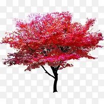 开学季红色树叶大树
