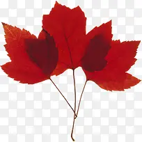 红色秋季树叶景观装饰