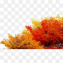 黄红色树叶秋天风景