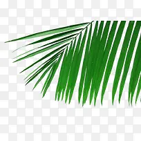椰子树叶图片素材