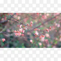 粉色梦幻花朵插图