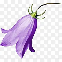 紫花
