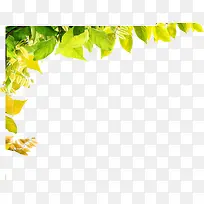 黄绿色高清树叶边框装饰