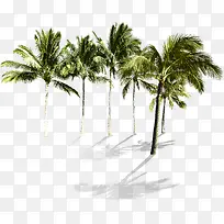 热带椰子林