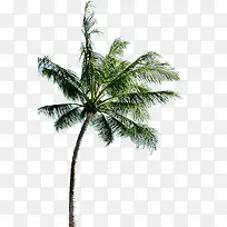 摄影风景区的椰子树