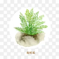 狼尾蕨蕨类素材