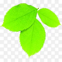 春季绿色植物树叶装饰