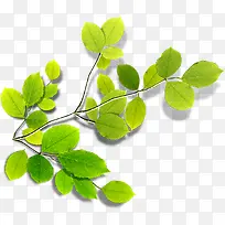 清新黄色文艺春季装饰植物