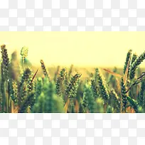 绿色背景麦子图片