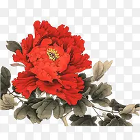 红色花朵创意植物