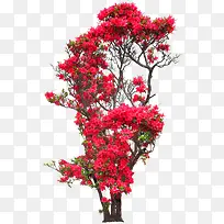 红色花朵花枝树木植物