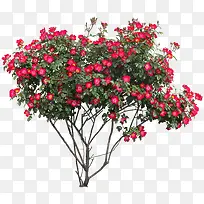 红色花朵花枝树木植物图片