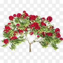 红色花朵树木图片
