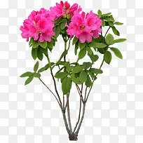 红色花朵花枝图片装饰