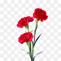 红色分层花朵植物