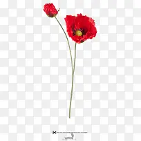 红色妖娆花朵图片