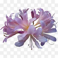 紫红色花朵花蕊装饰