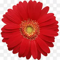 植物素材红色花朵