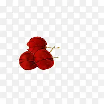 红半夏红色花朵