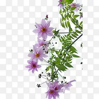 红色花朵绿叶子植物