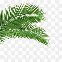椰子树叶植物绿色