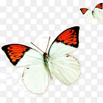 创意合成飞舞的蝴蝶