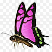 紫色飞舞的蝴蝶高清合成