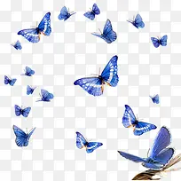 蓝色飞翔海报卡通蝴蝶
