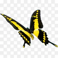 高清摄影飞舞的黄色蝴蝶造型效果