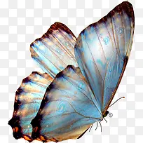 蝴蝶蓝色蝴蝶飞翔的蝴蝶图片