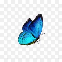 蓝色翅膀蝴蝶