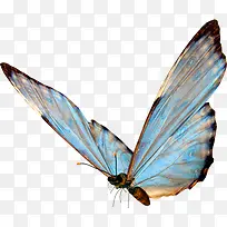 蓝色翅膀黑边翅膀蝴蝶