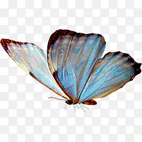 创意合成蓝色的蝴蝶造型