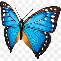 蓝色卡通设计蝴蝶