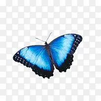 一朵蓝色的蝴蝶
