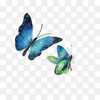高清蓝色翅膀蝴蝶
