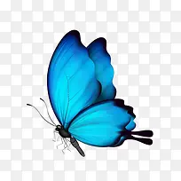 静态美丽蓝色蝴蝶