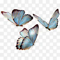 蓝色蝴蝶动物