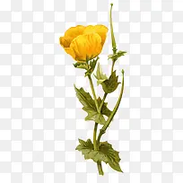 黄色的花