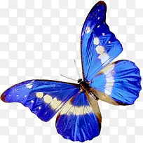 高清摄影蓝色的蝴蝶效果